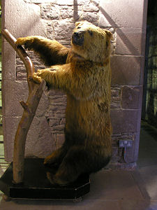 Bear in Duncan's Hall