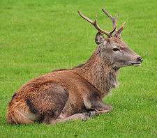 Red Deer on Football Pitch